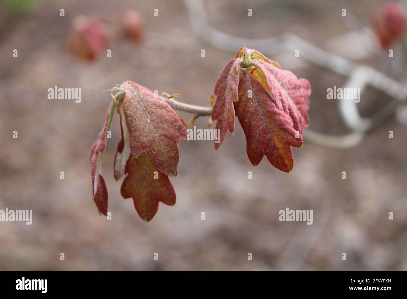 Nuove foglie emerse in primavera su un albero di quercia bianca Foto Stock