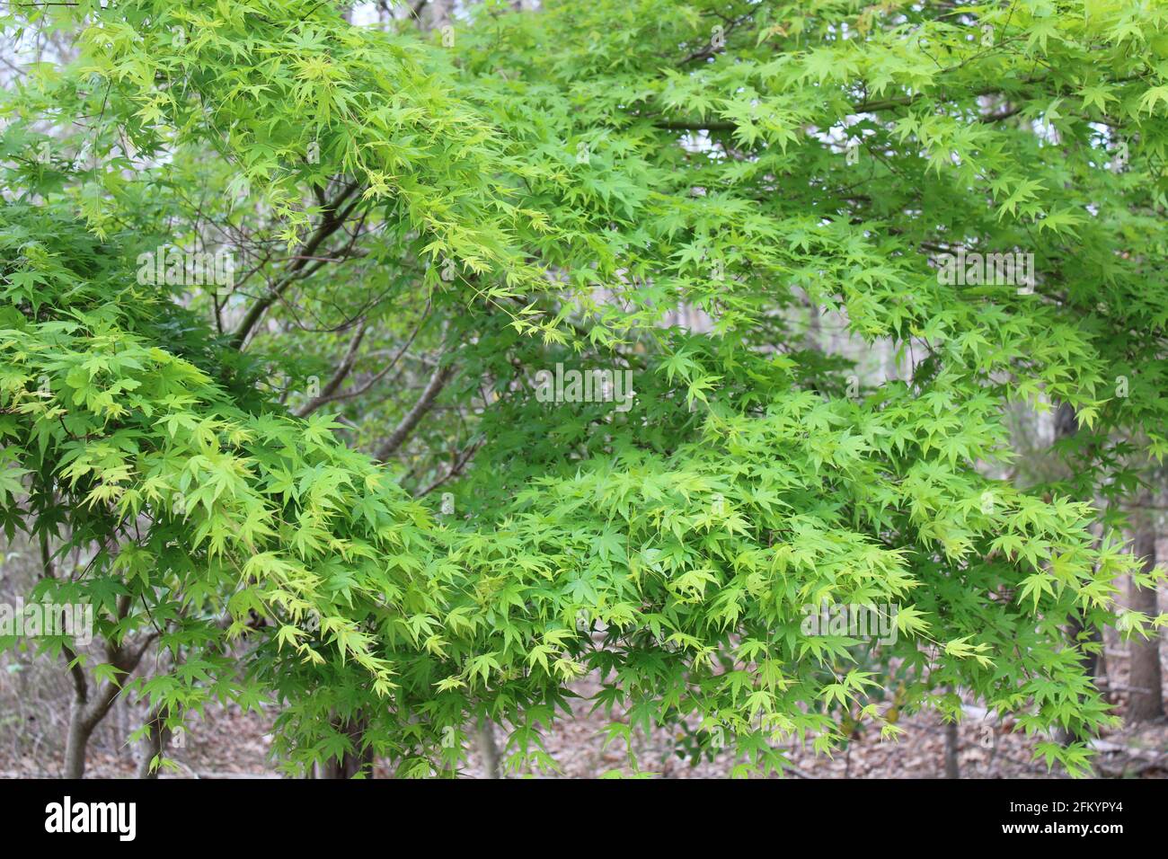 Un albero di acero giapponese verde chiaro Foto Stock