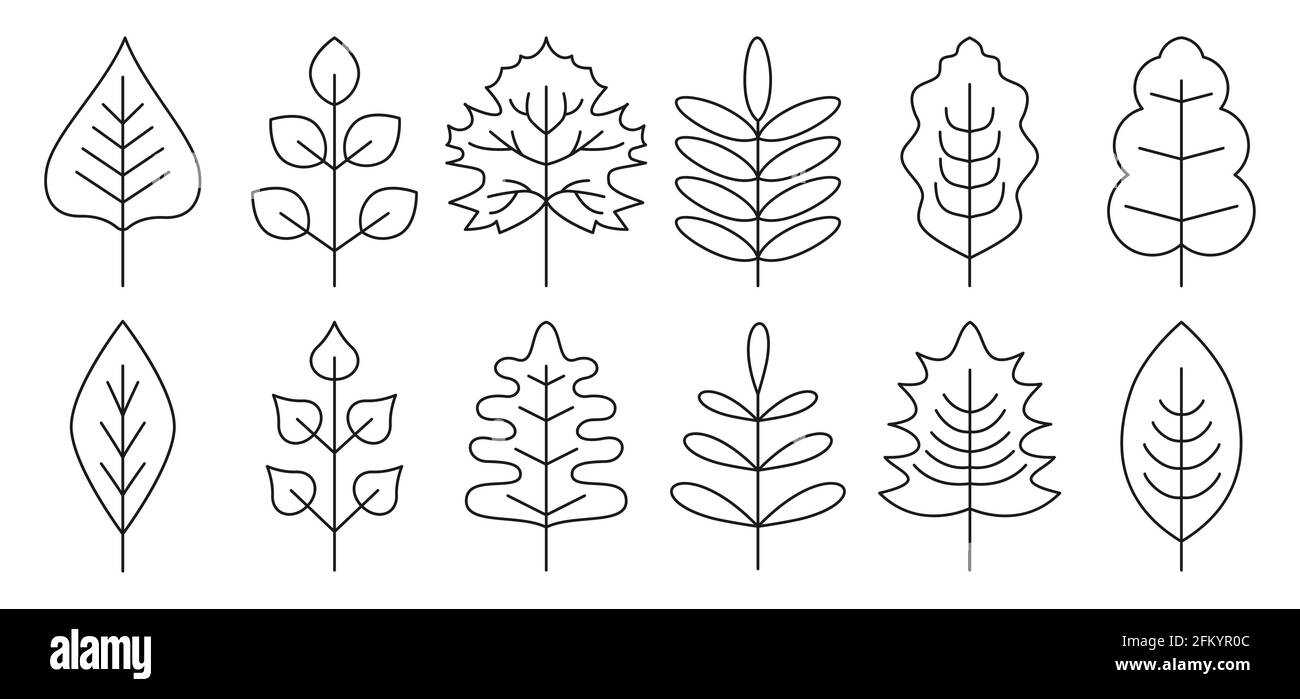 Foglie nere di autunno. Vector Set foglia di linea nera isolata su sfondo bianco per tessuti, sfondi, album. Elementi ricci per etichette e adesivi Illustrazione Vettoriale