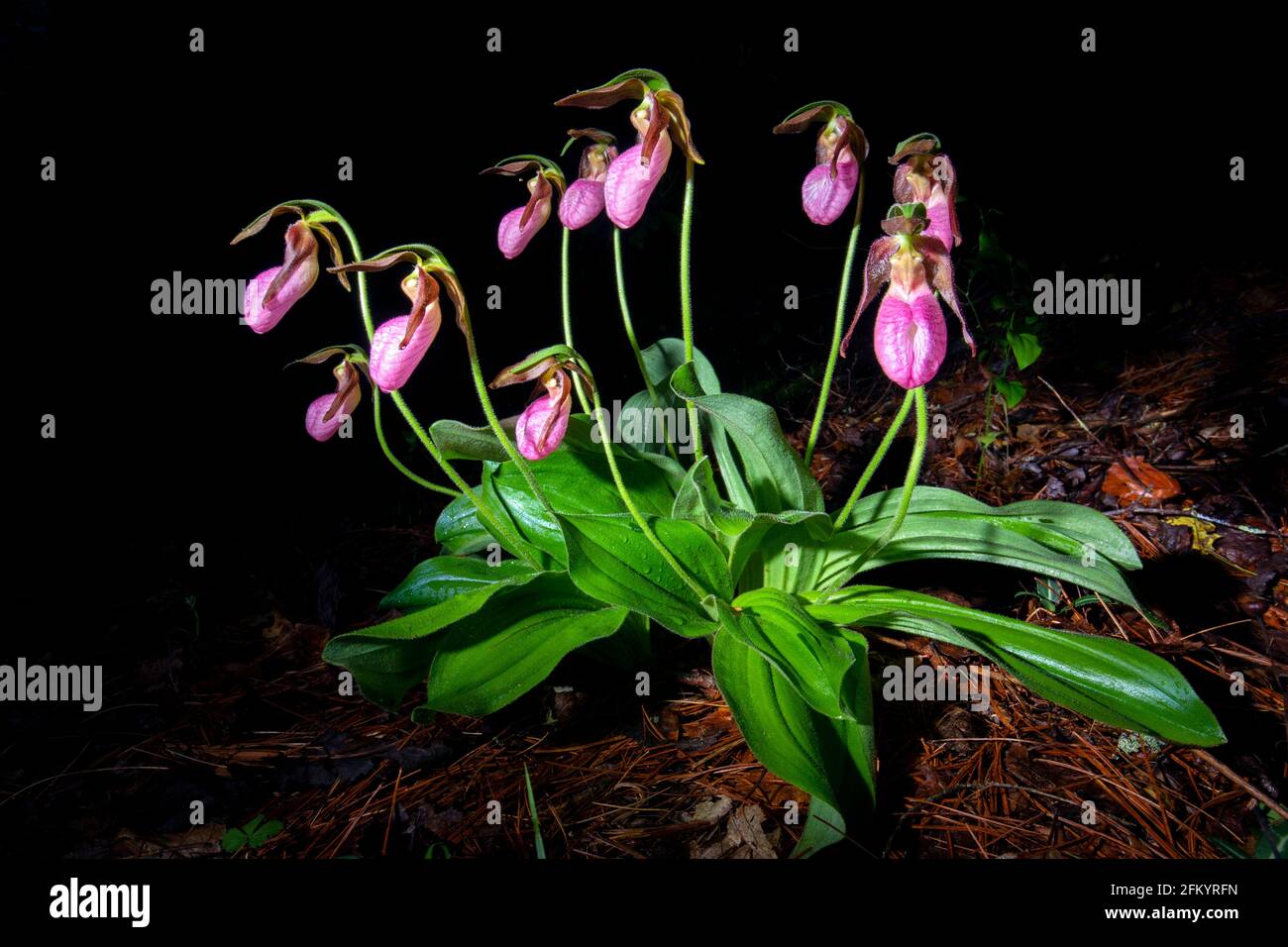 Pink Lady's Slipper (Cypripedium acaule) - Pisgah National Forest, Brevard, Carolina del Nord, Stati Uniti Foto Stock