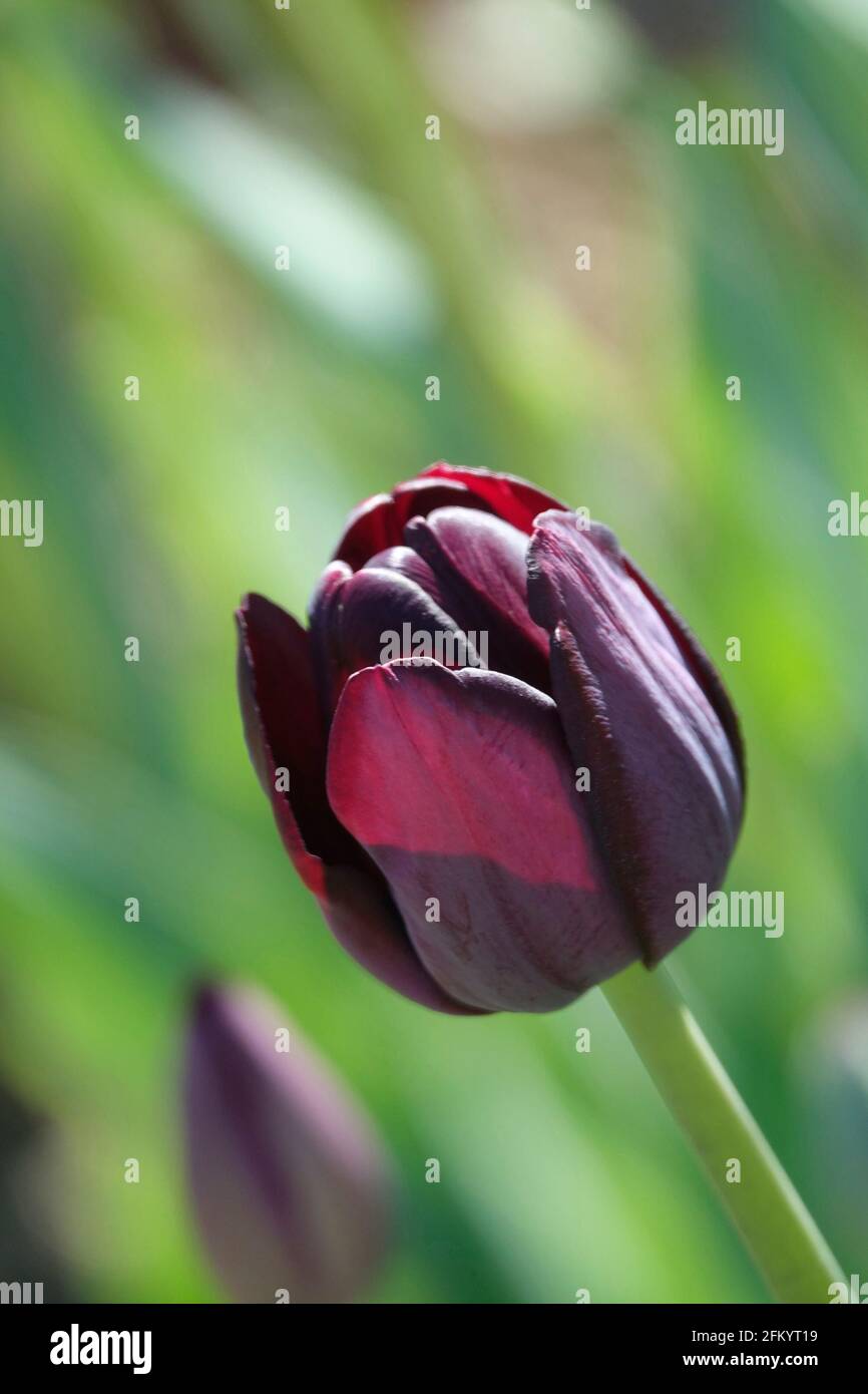Tulipani di Trionfo viola in fiore con una tonalità di Borgogna Maroon profonda Foto Stock