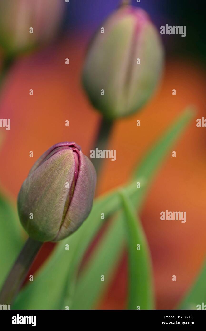 Tulipani di Trionfo viola in fiore con una tonalità di Borgogna Maroon profonda Foto Stock