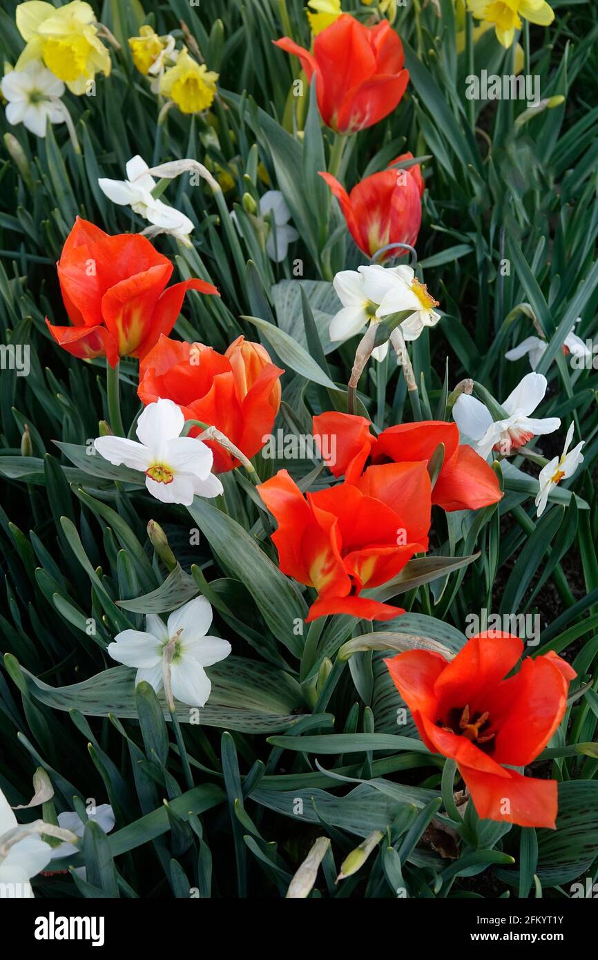 Una varietà di tulipani rossi ardenti con una fiamma gialla Base tra i Daffodils gialli e bianchi in un giardino botanico Foto Stock