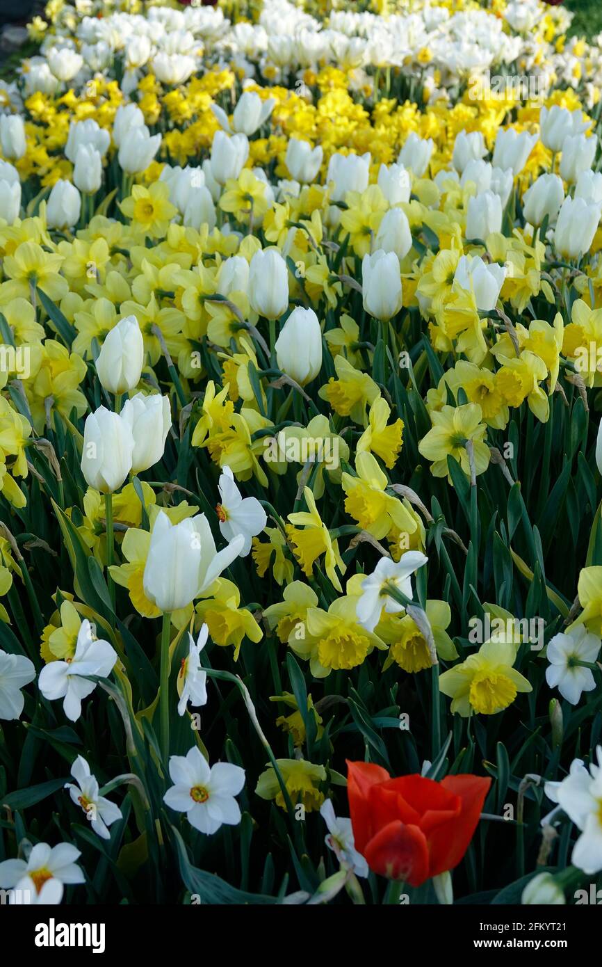 Una varietà di tulipani rossi ardenti con una fiamma gialla Base tra i Daffodils gialli e bianchi in un giardino botanico Foto Stock