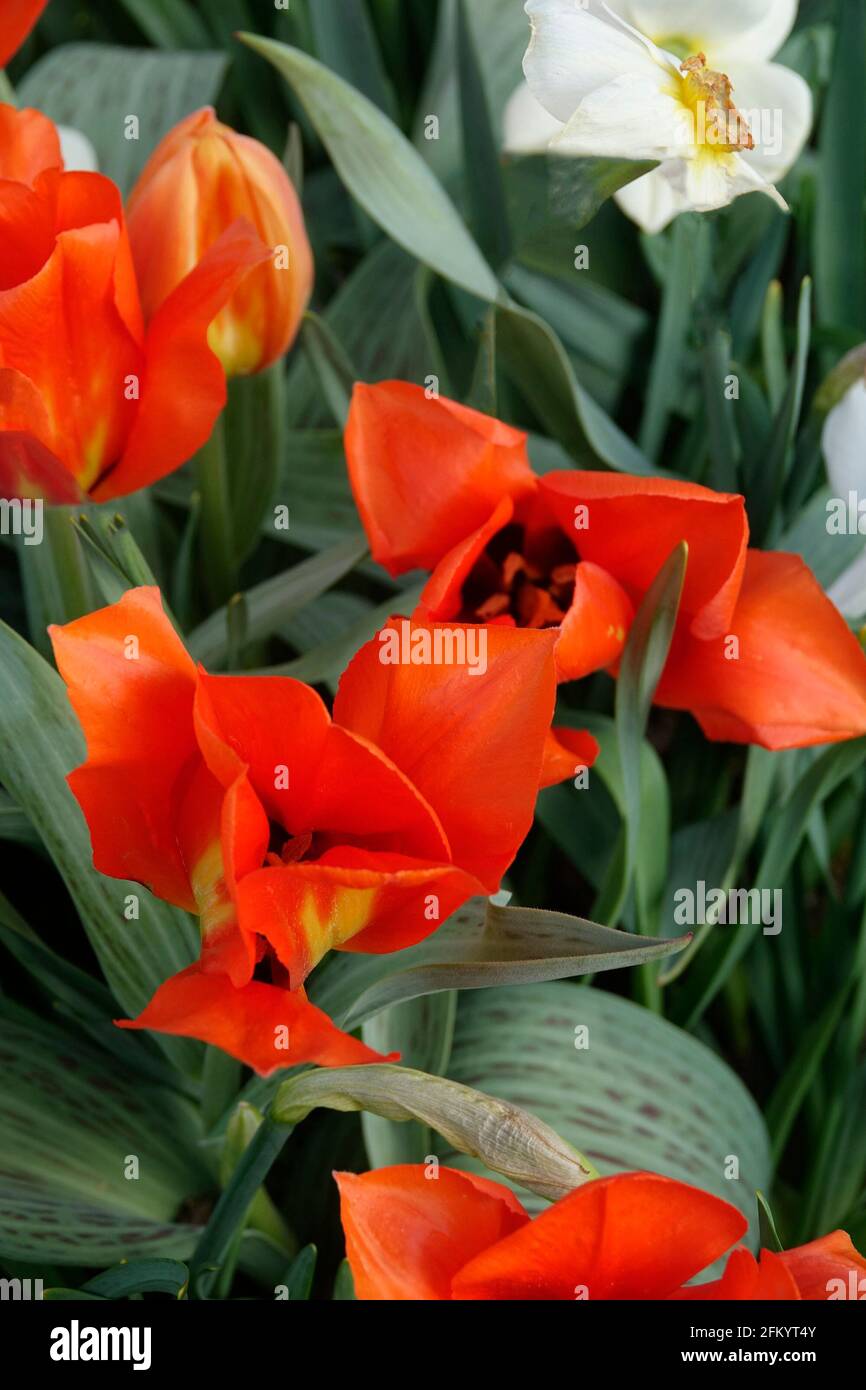 Una varietà di tulipani rossi ardenti con una fiamma gialla Base tra i Daffodils gialli e bianchi in un giardino botanico Foto Stock