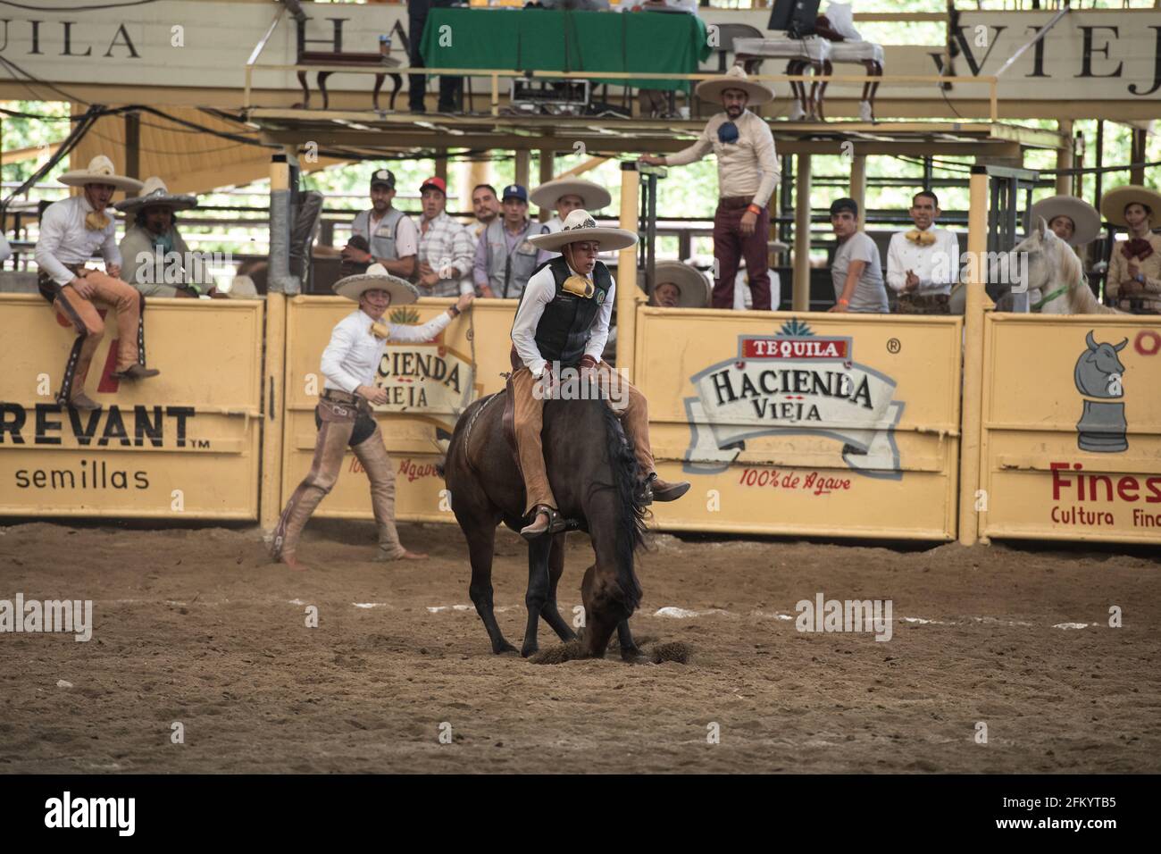 Un charro mette in mostra le sue abilità nell'emozionante evento del cavallo da corsa al concorso Charreada di Tlajomulco de Zuniga, Jalisco, Messico. Foto Stock