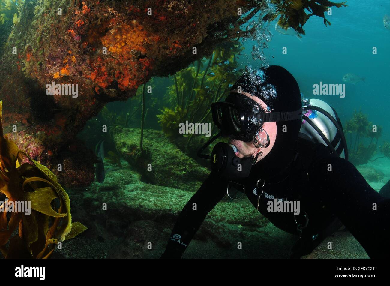 Subacqueo sotto il colorato sbalzo roccioso con kelp stalked sullo sfondo. Foto Stock