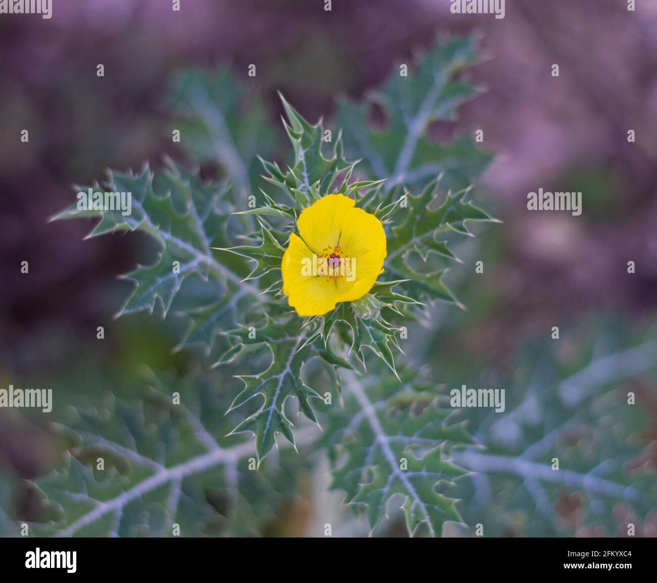 Cnicus benedictus, Cardo Santo. Fiore giallo dal Messico. Foto Stock