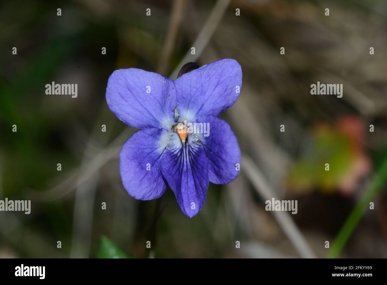Primo piano di una viola inglese, viola odorata, fiore in fiore Foto Stock
