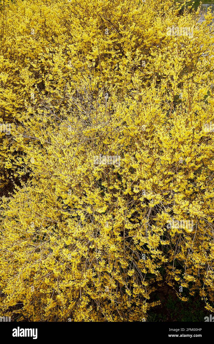 Forsythia sustensa pianta in piena fioritura Foto Stock