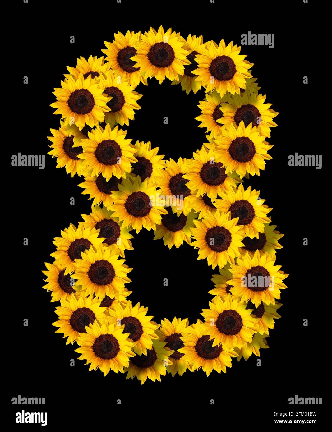 immagine del numero 8 fatta di girasoli gialli isolati su sfondo nero. Elemento di progettazione per i progetti di concetti di amore. Ideale per la giornata delle mamme e. Foto Stock