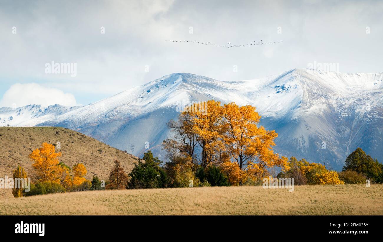 Un gregge di uccelli che sorvolano la catena ben Ohau innevata con alberi d'autunno dorati in primo piano. Isola del Sud, Nuova Zelanda Foto Stock