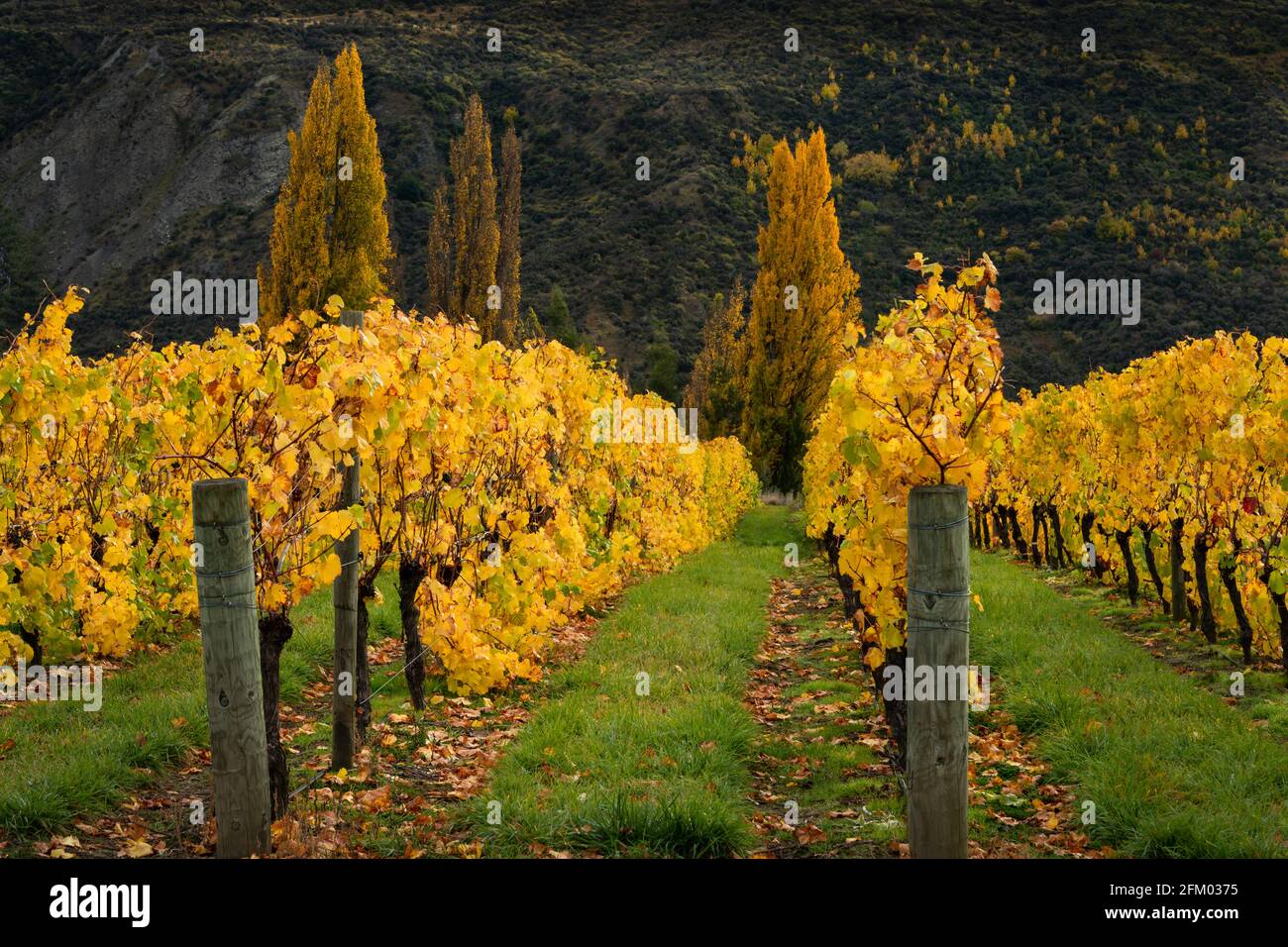 Panorama autunnale di filari di vigneti gialli con gli alberi, la regione di Otago, Isola del Sud della Nuova Zelanda Foto Stock