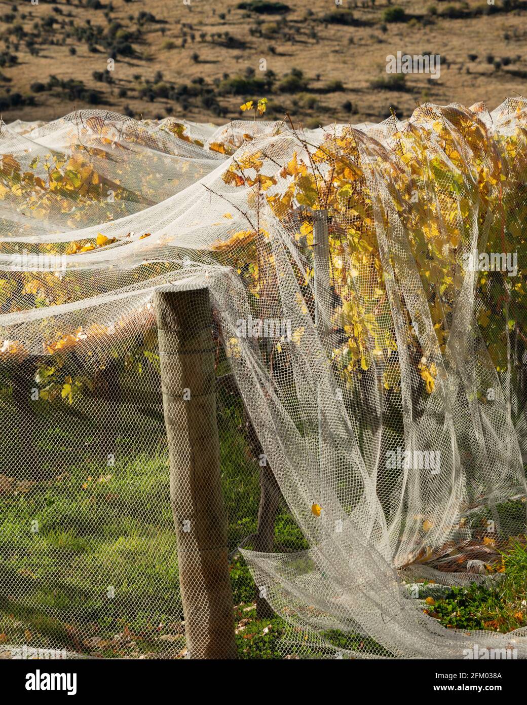 Netting su viti gialle autunnali per prevenire danni da uccelli e vento, regione di Otago. Formato verticale Foto Stock