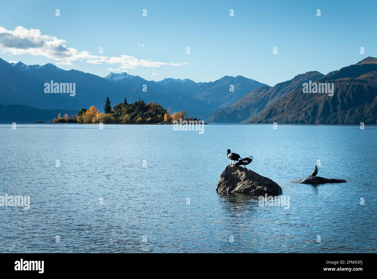 Scaglia su rocce al lago Wanaka con Isola Ruby sullo sfondo, regione di Otago, Isola del Sud Foto Stock