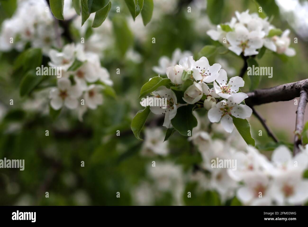 Pero fiorito coperto di fiori, boccioli e foglie Foto Stock