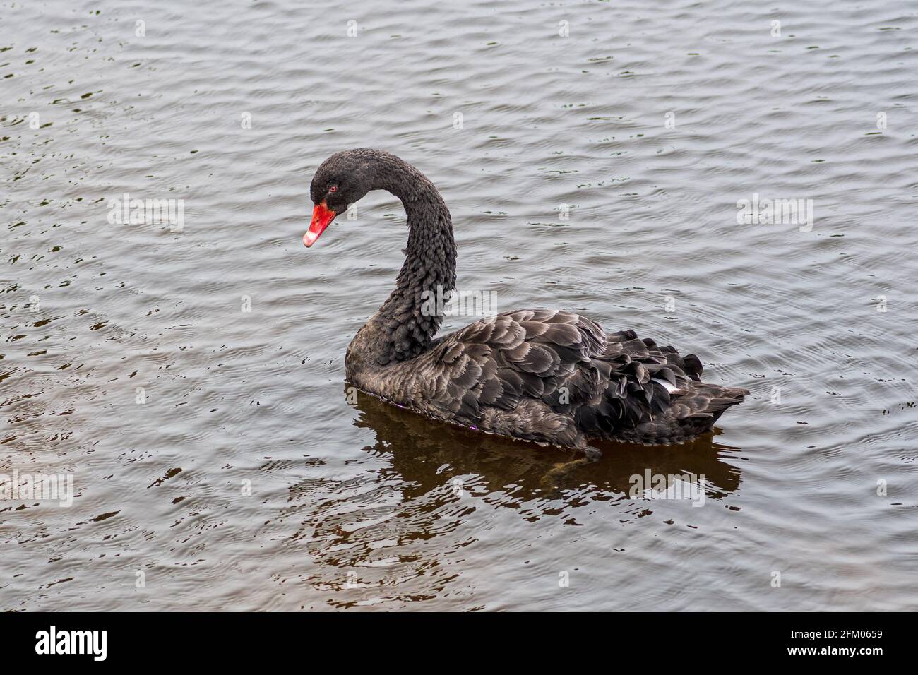 Raro cigno nero che nuota in un lago o stagno sporco, primo piano Foto Stock