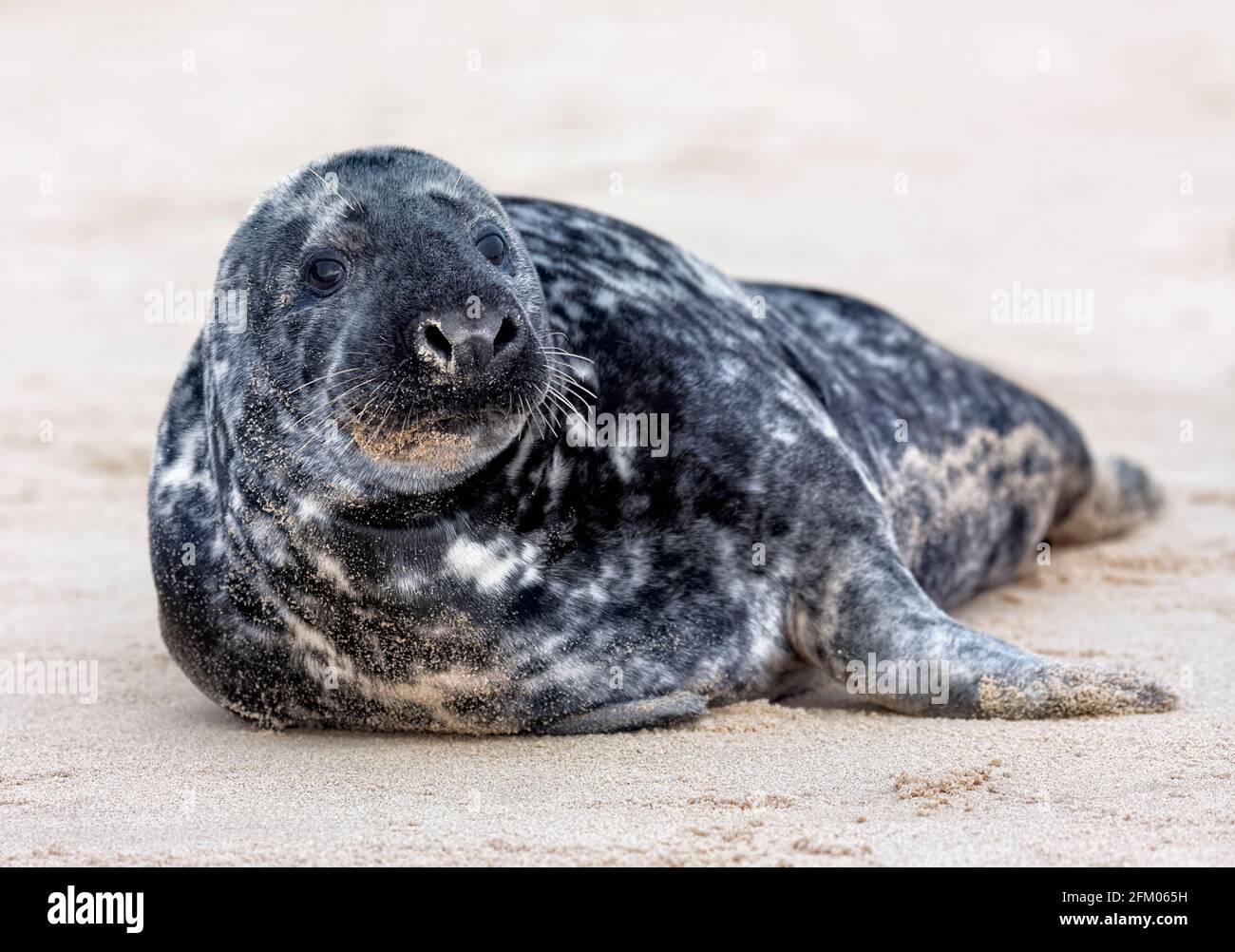 Gray Seal sulla spiaggia di Horsey, Norfolk. Foto Stock