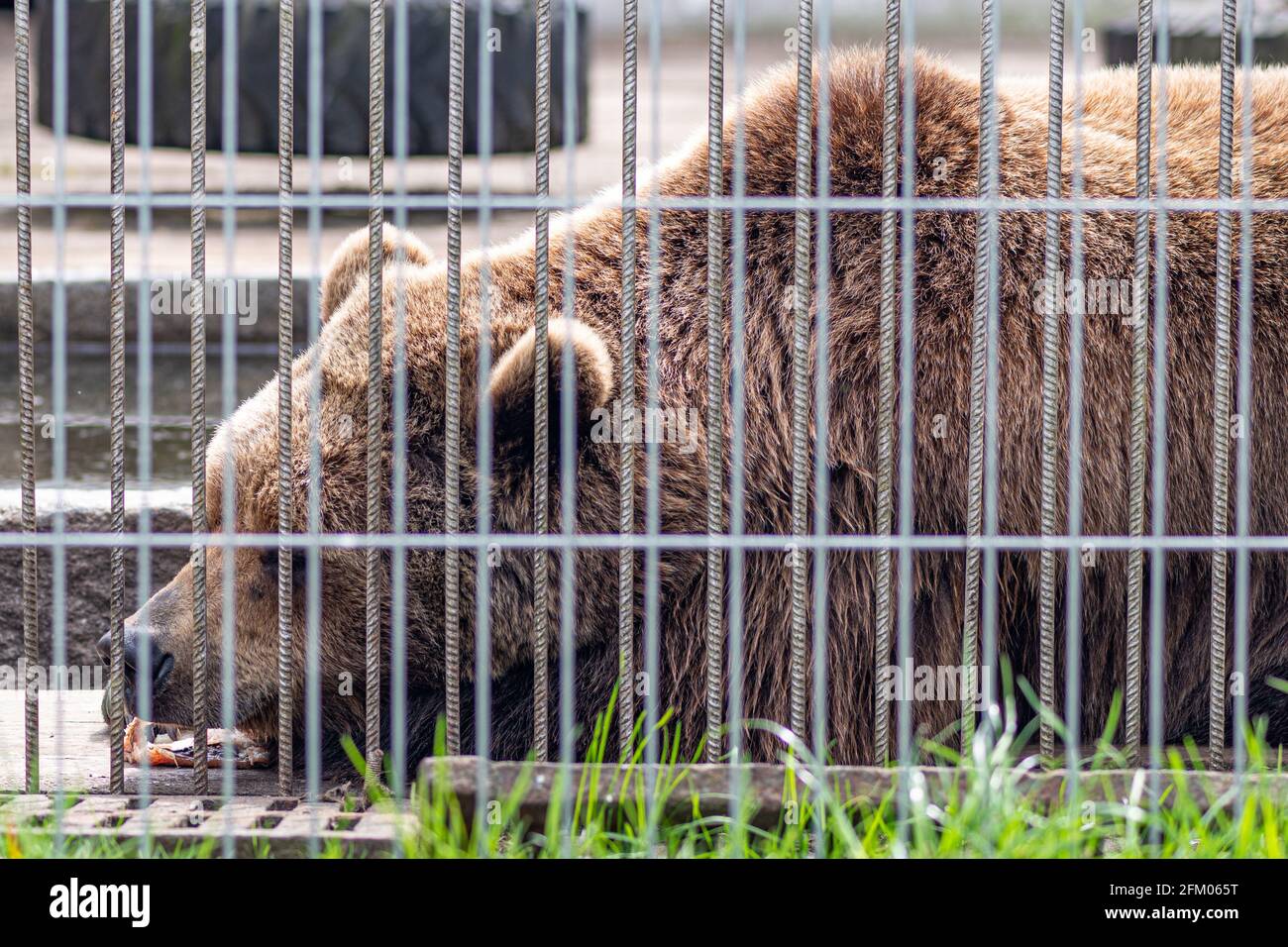 Triste orso bruno dormire in una gabbia con un pezzo di pesce vicino alla bocca, da vicino, animale selvaggio in cattività Foto Stock