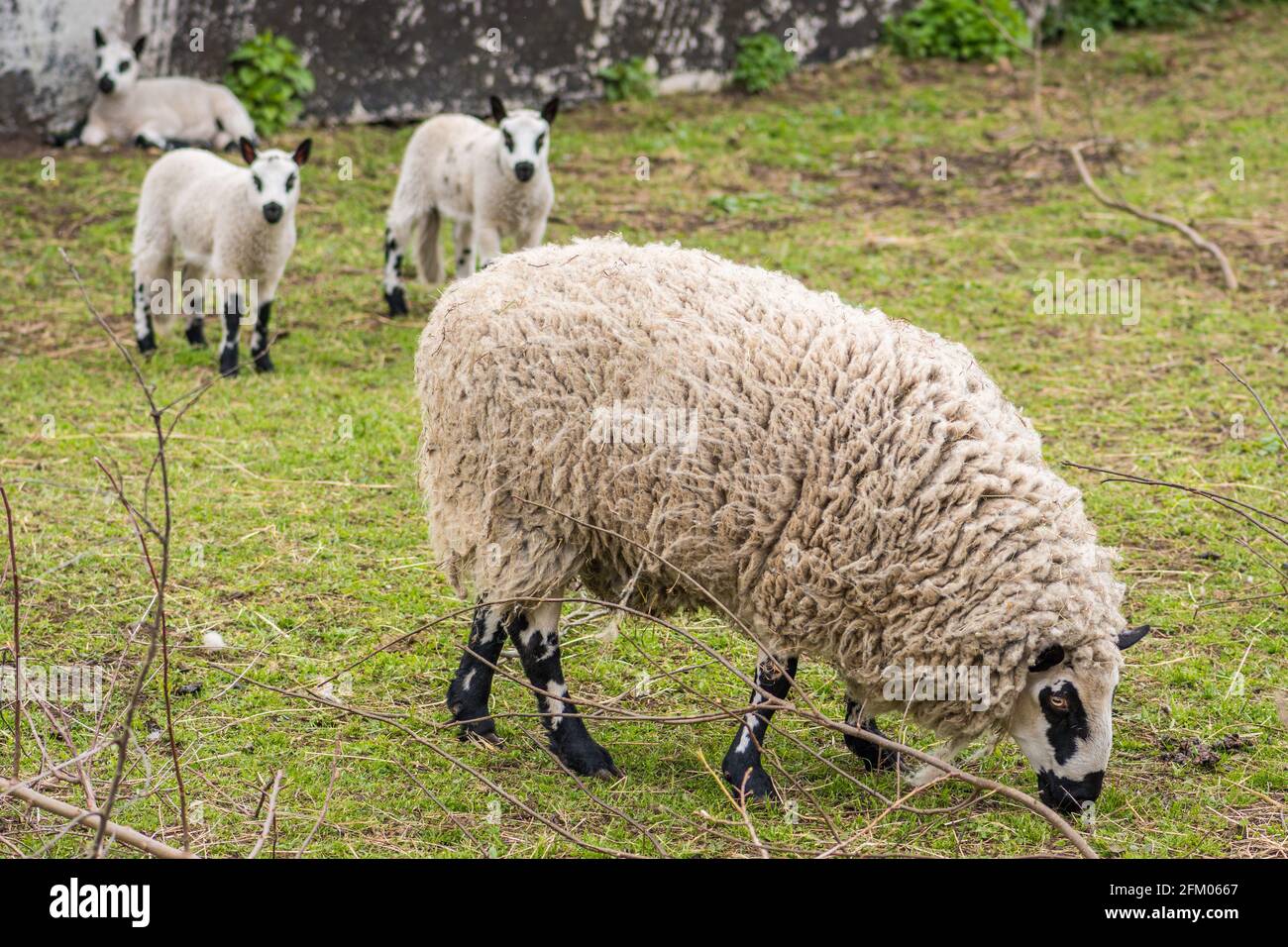 Flock of Kerry Hill Sheep, è una razza di pecore domestiche originarie della contea di Powys in Galles, la lana è bianca, con agnelli Foto Stock