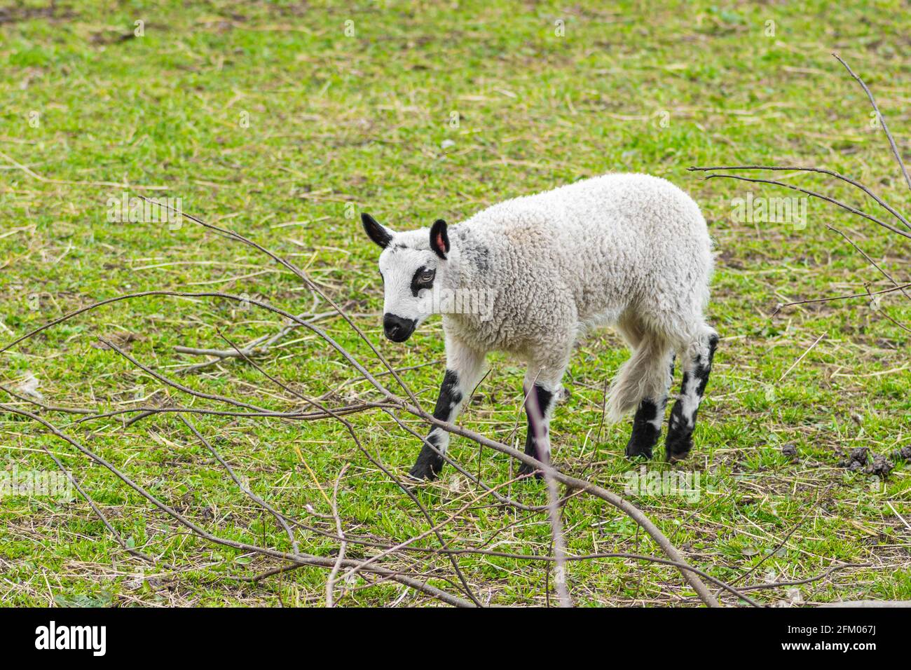 Carino bambino di agnello di pecora di collina di Kerry, è una razza di pecora domestica che ha origine nella contea di Powys in Galles, lana è bianca e le loro gambe sono bianche Foto Stock