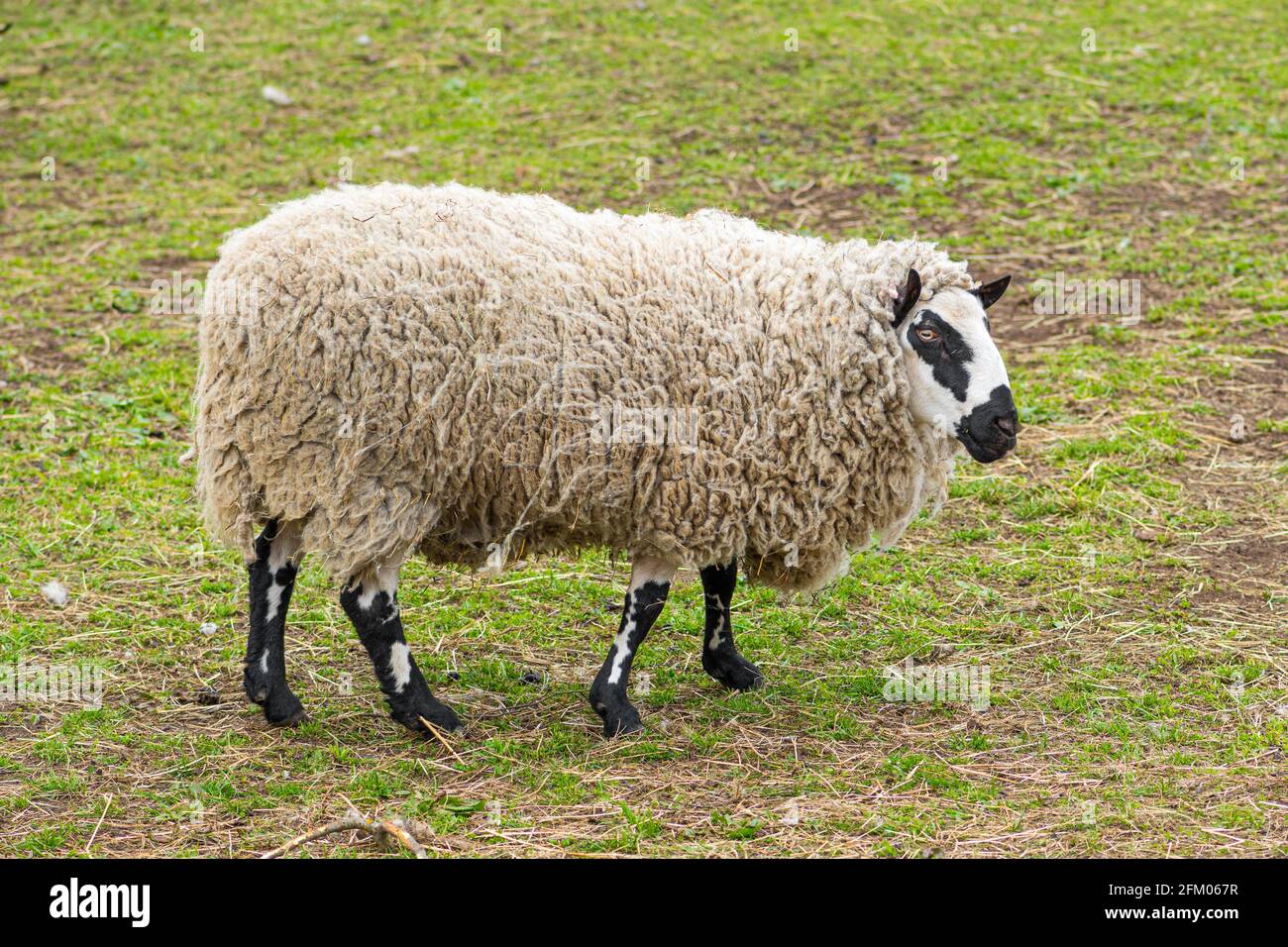 La pecora di Kerry Hill, è una razza di pecora domestica originaria della contea di Powys in Galles, la lana è bianca e le loro gambe sono bianche con marcatura nera Foto Stock