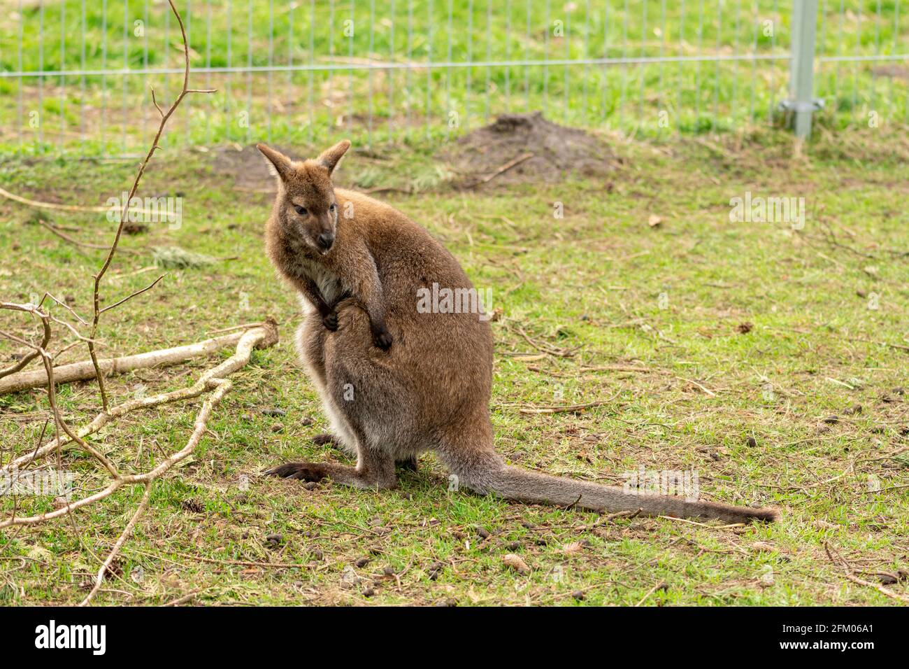 Bel canguro giovane in uno zoo, primo piano Foto Stock