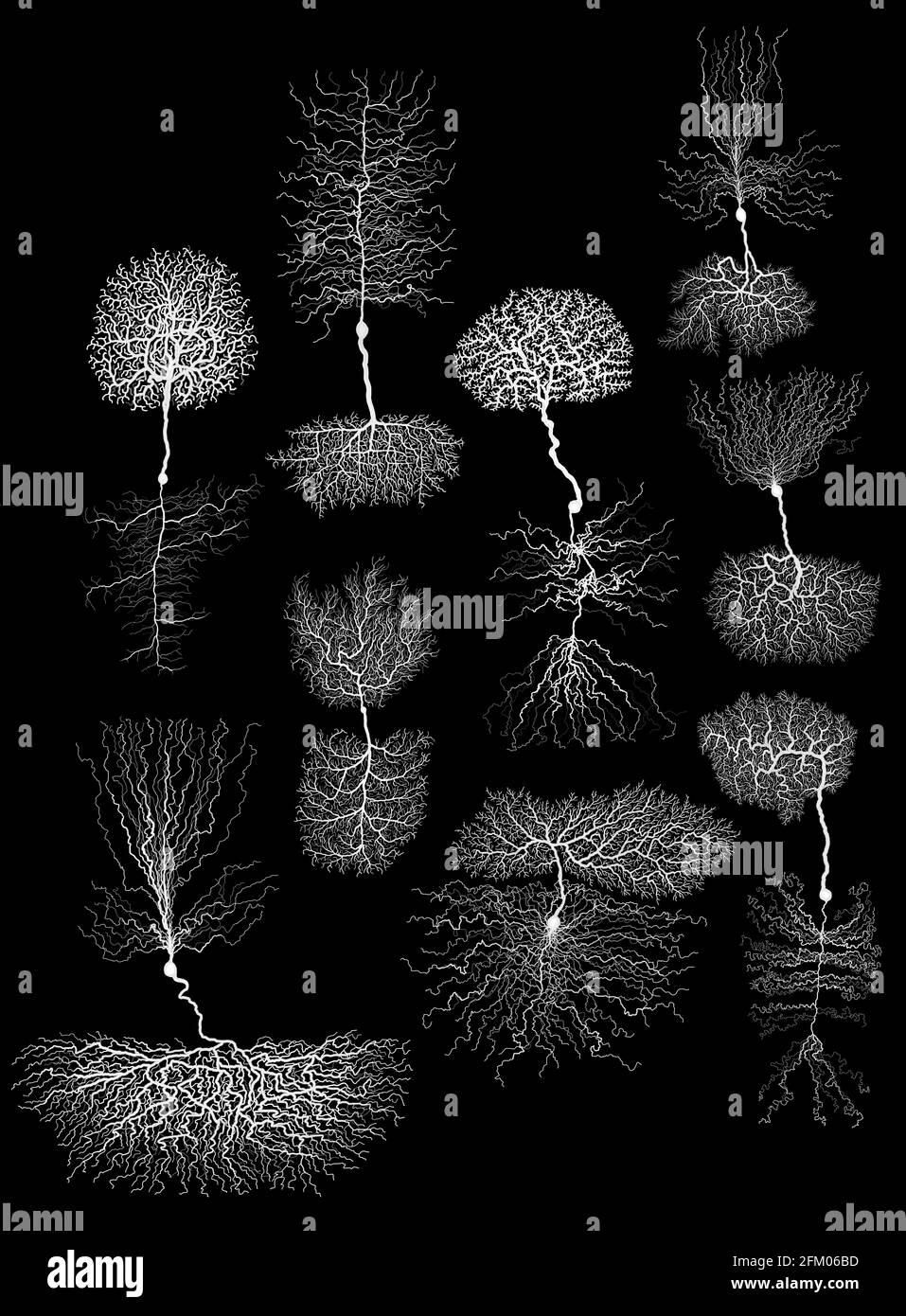 neurone biologico di sviluppo umano con cellula su nero Foto Stock