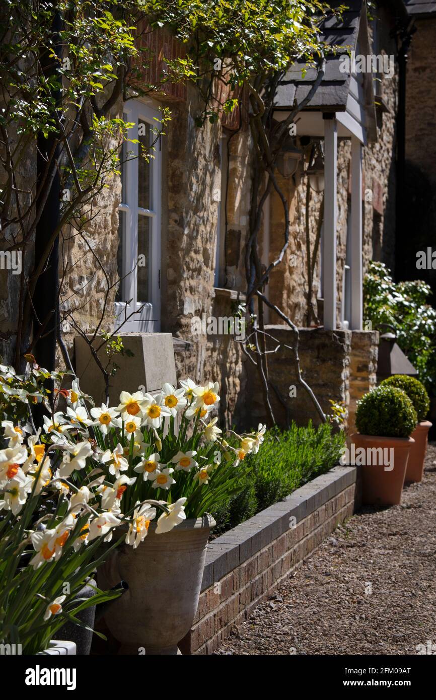 Daffodils, scatola rotonda in pentole all'ingresso del cottage, Inghilterra Foto Stock