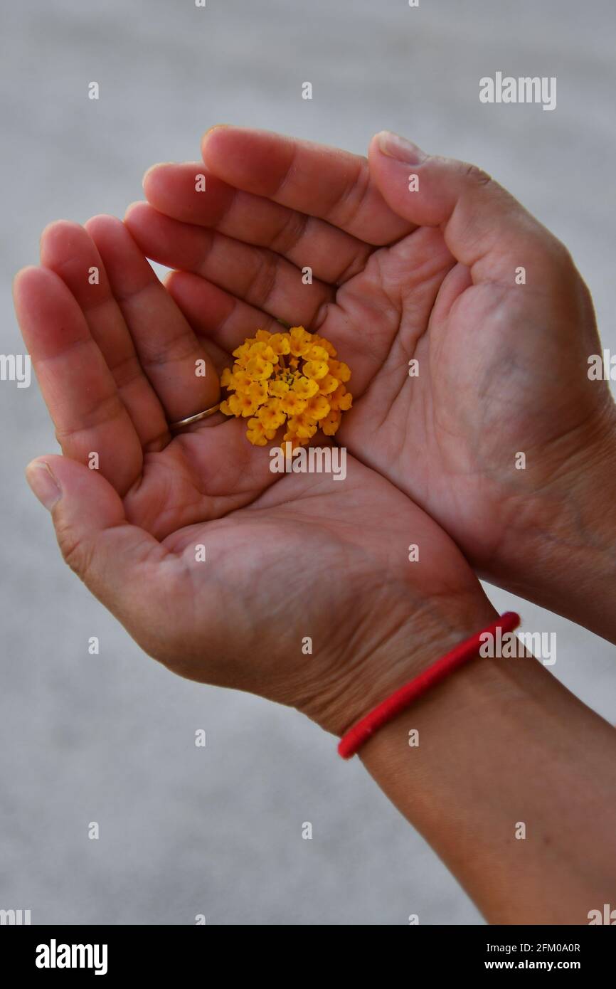Le mani aperte della donna filippina asiatica con un fiore giallo, vicino a Montpellier, Occitanie, a sud della Francia Foto Stock