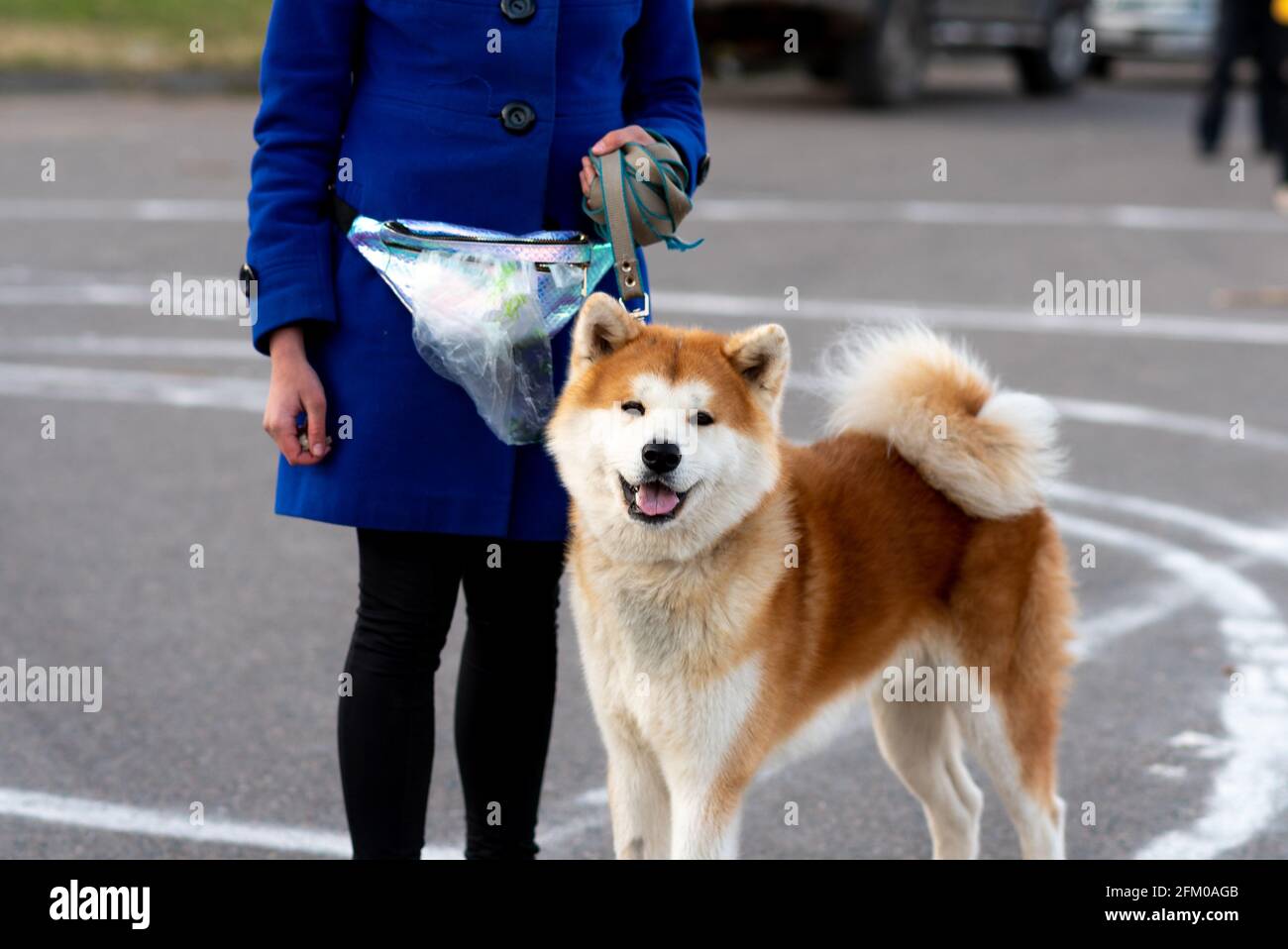 Adulto Akita Inu, accanto alla hostess. Foto di alta qualità Foto Stock
