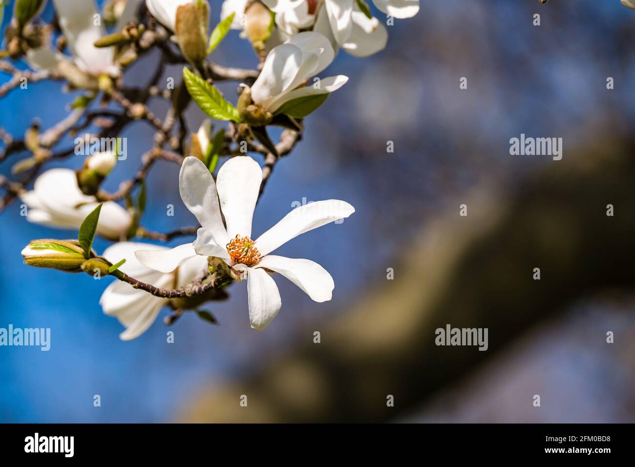 Fioritura di un albero di Magnolia (Magnolia tripetala) in piena fioritura. Foto Stock