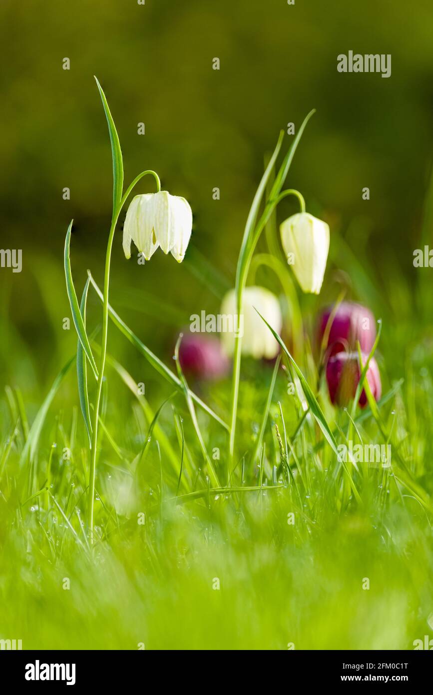 Un fiore bianco di testa di serpente (Fritillaria meleagris) in piena fioritura tra gli altri su un prato. Foto Stock