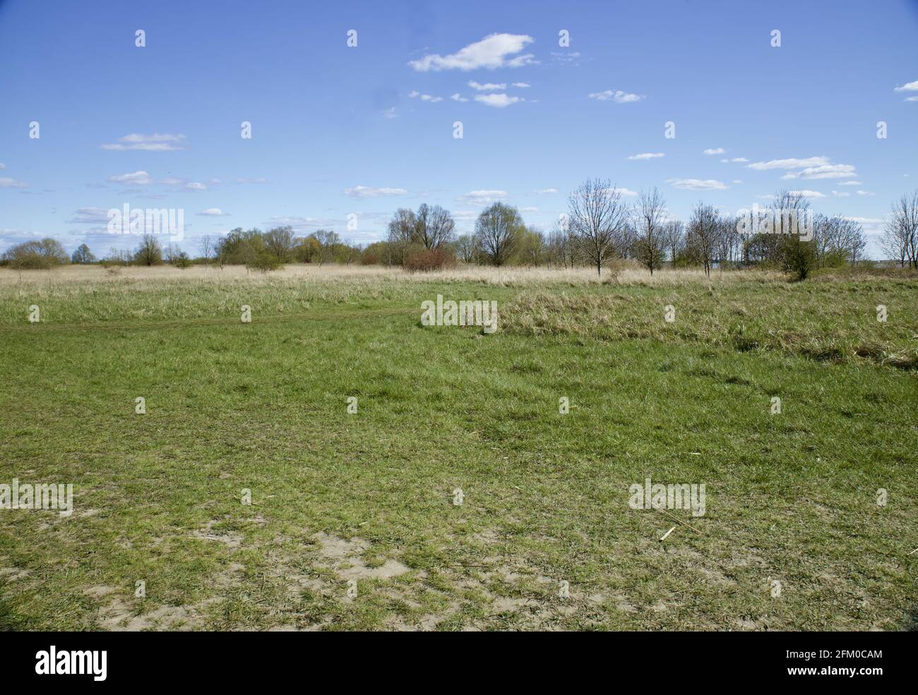 Splendida vista sul campo verde fresco di Schleswig-Holstein, Germania Foto Stock