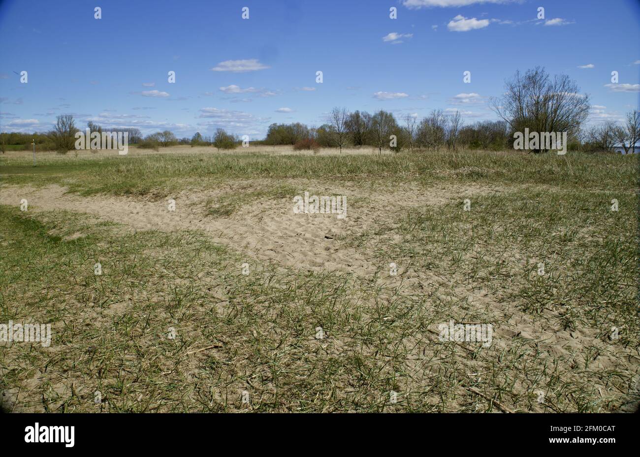 Bella vista di un campo con sabbia e erba in Schleswig-Holstein, Germania Foto Stock