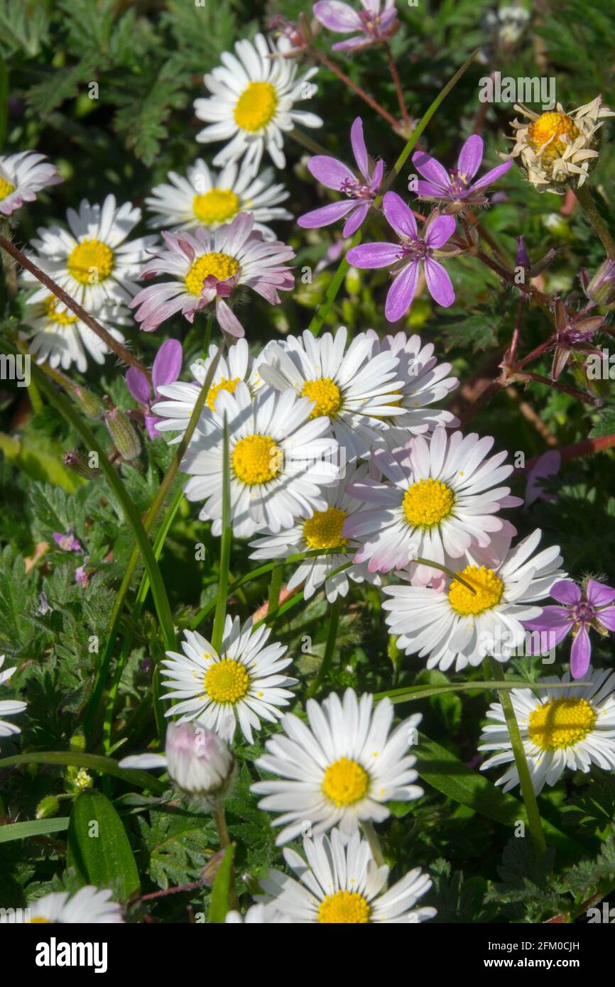 Common Daisy Lawn Daisy Bellis perennis White Daises Nice Lawn Weeds Small Flowers Grassy Lawn White Pink Erodium cicutarium Flower Blossoming Garden Foto Stock