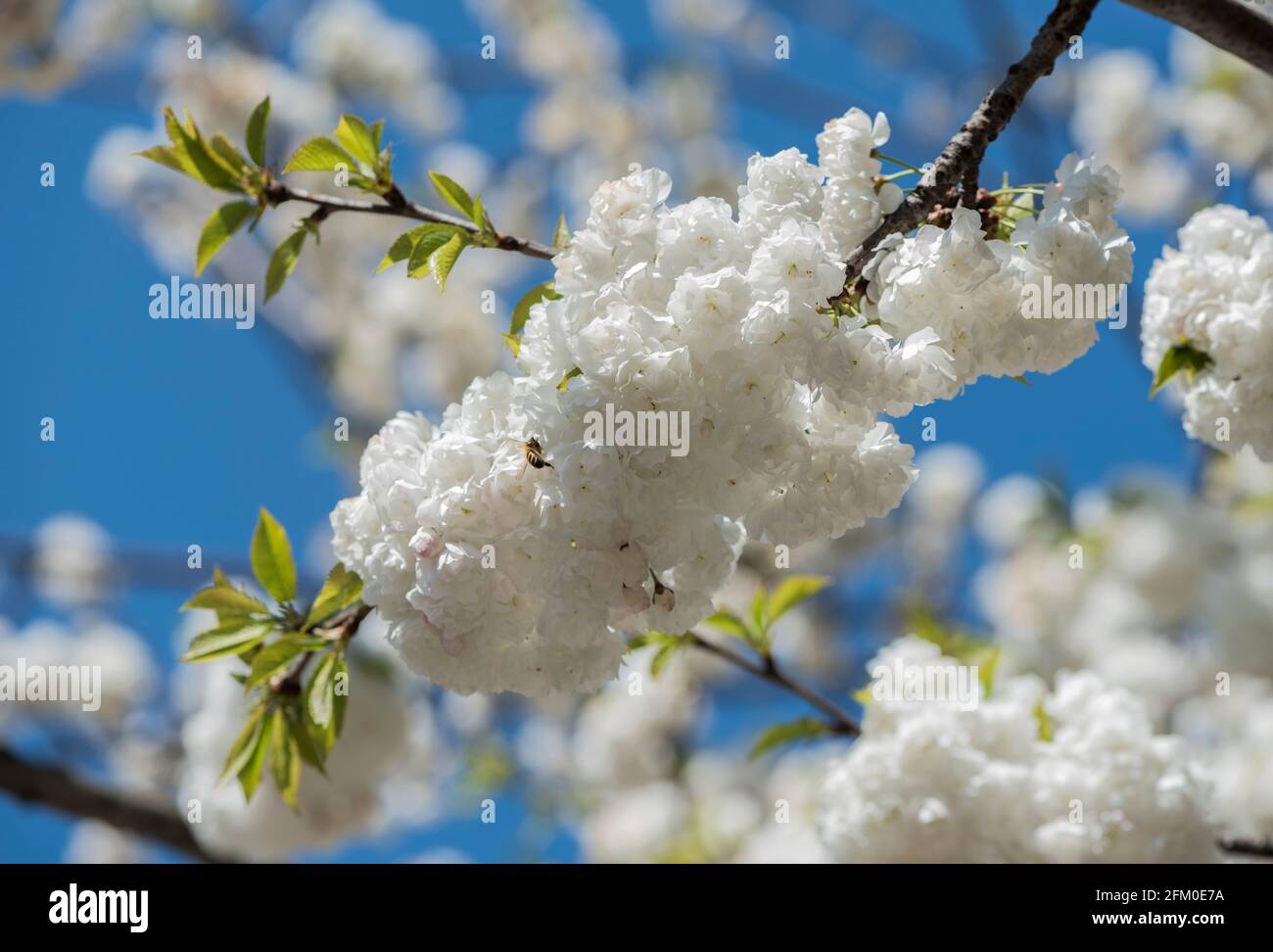 Fiore di ciliegio (Prunus sp) Foto Stock
