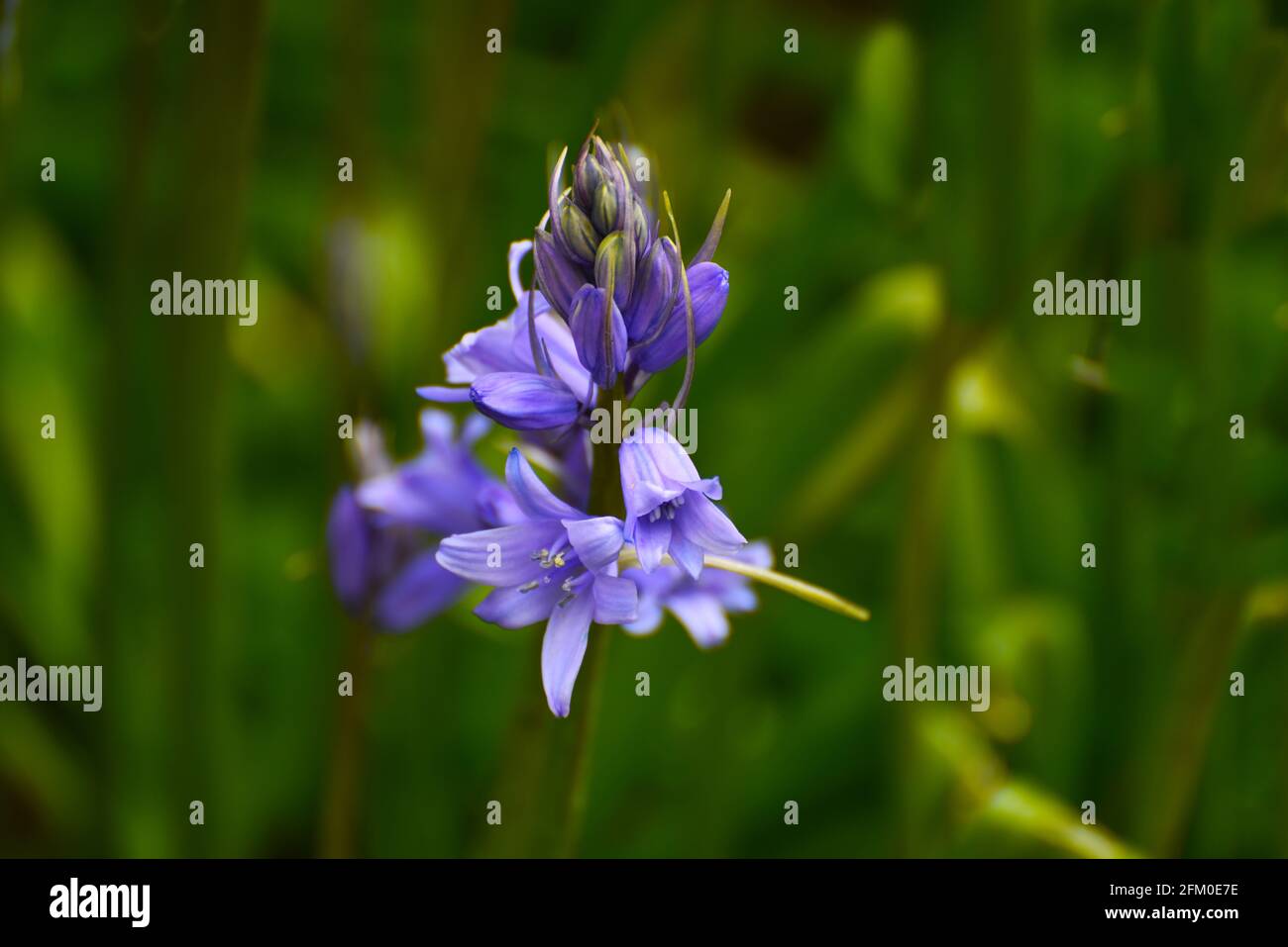 Campane blu in un ambiente giardino, preso in macro con il verde sullo sfondo per migliorare la vista. Foto Stock