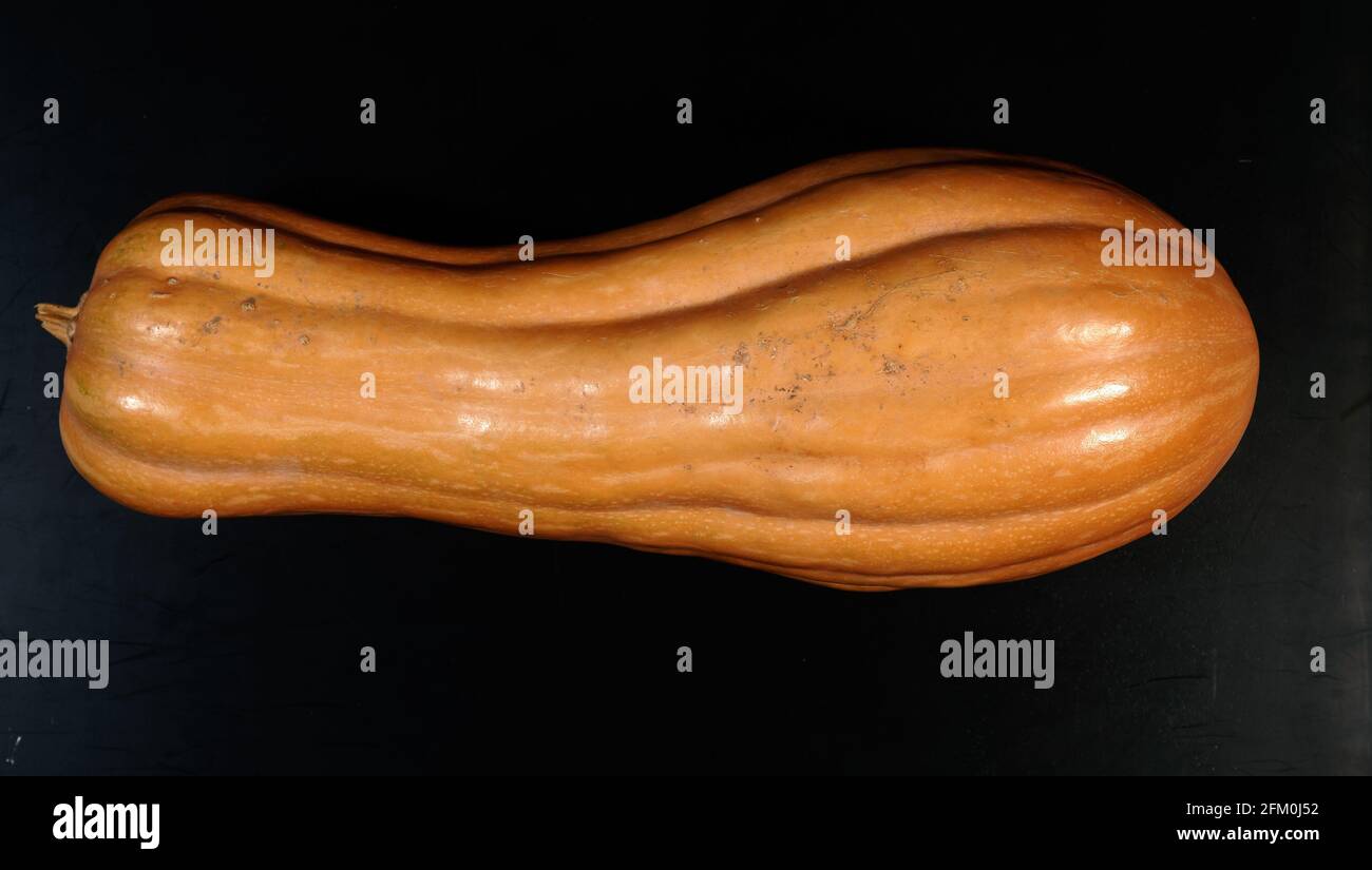 zucca, natura morta, sfondo nero, zucca Foto Stock