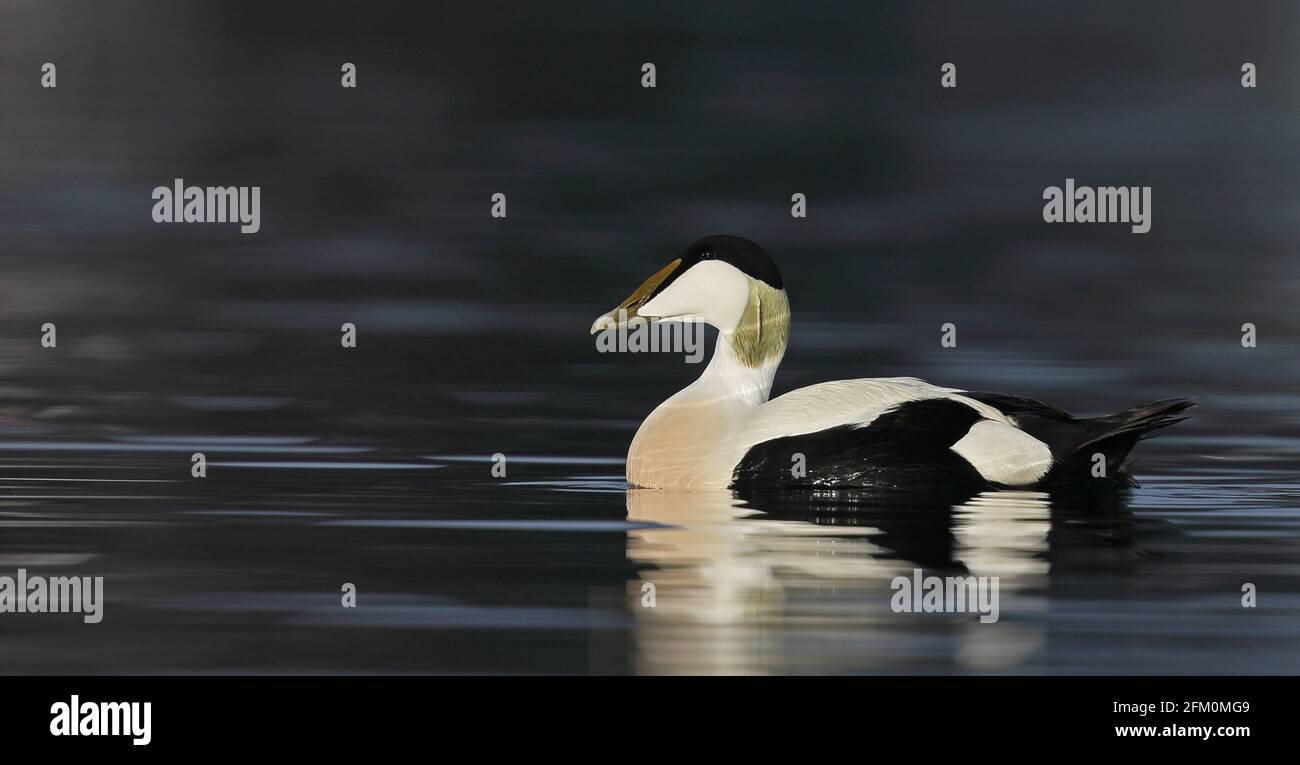 Eider comune, maschio in piumage di riproduzione Foto Stock