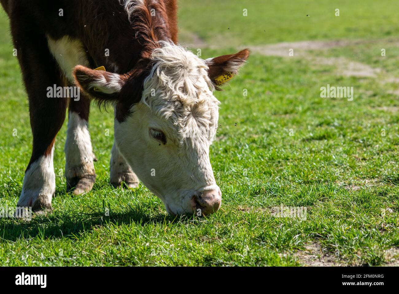 Giovane toro che pascolano su un prato che mangia erba verde, animali da allevamento a libero raggio nel Regno Unito Foto Stock
