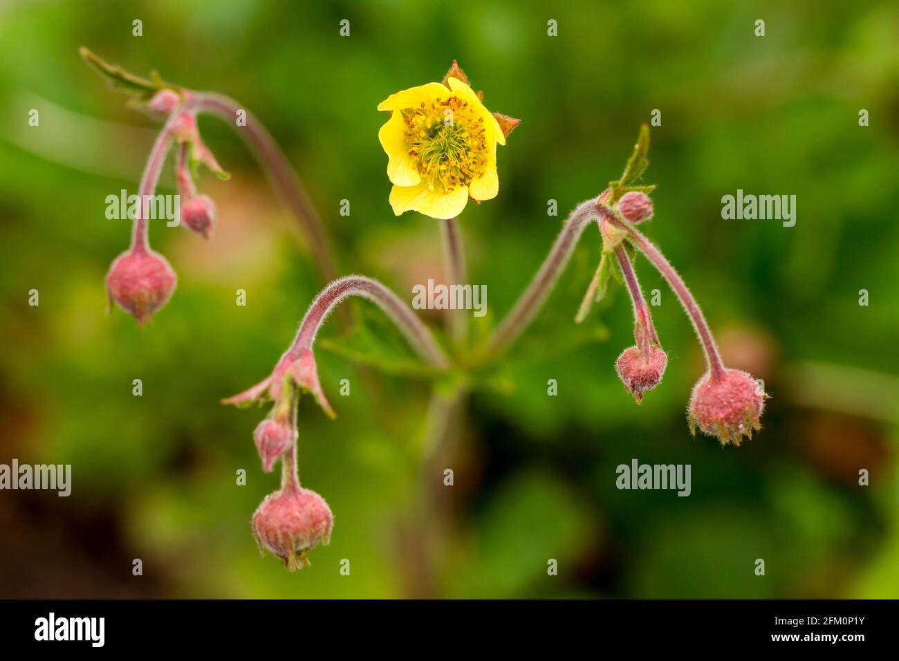Geum 'coltivatore john cross' pianta che inizia a fiorire in primavera Regno Unito Foto Stock