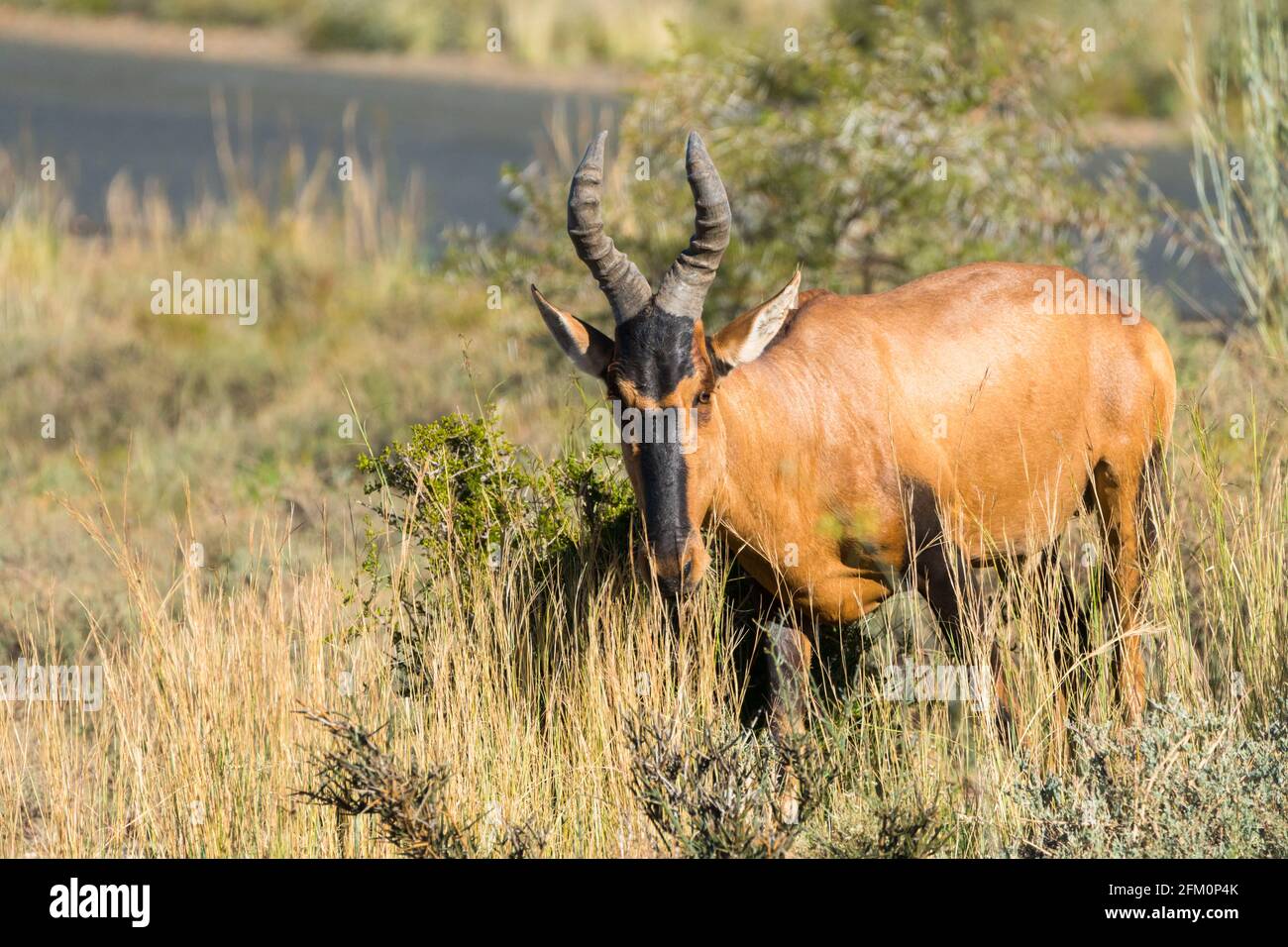 Antilope Red Hartebest (Alcelaphus buselaphus caama) closeup nel selvaggio, curioso e facendo contatto con gli occhi nel parco nazionale di Karoo Sud Africa Foto Stock