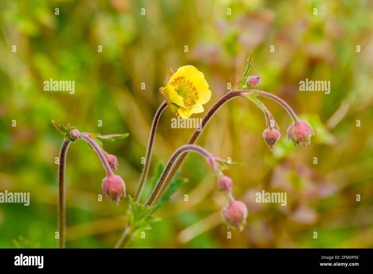 Geum 'coltivatore john cross' pianta che inizia a fiorire in primavera Regno Unito Foto Stock