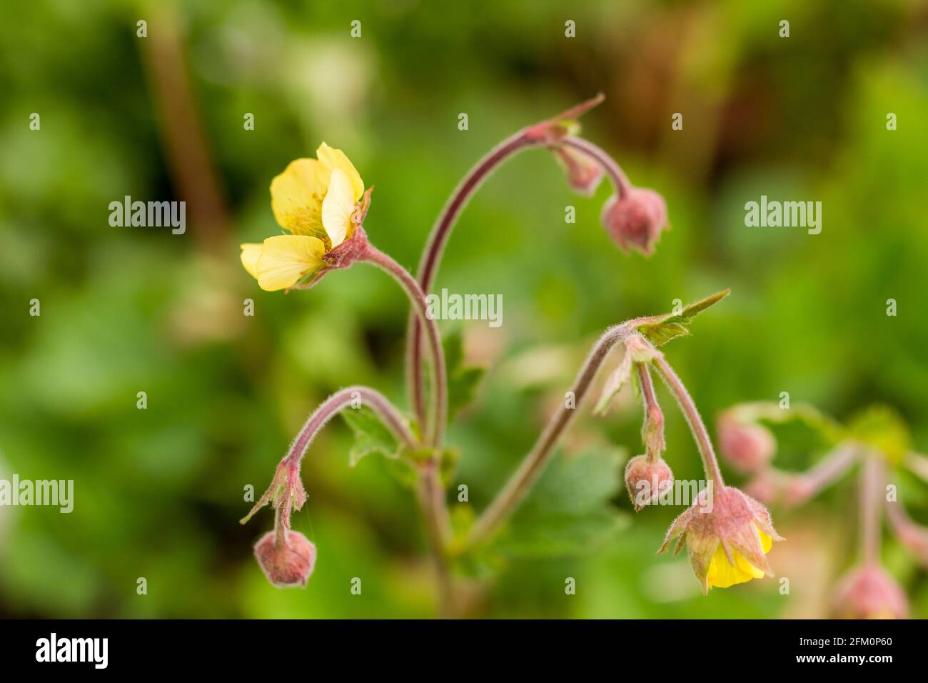 Geum 'coltivatore john cross' pianta che inizia a fiorire in primavera Regno Unito Foto Stock