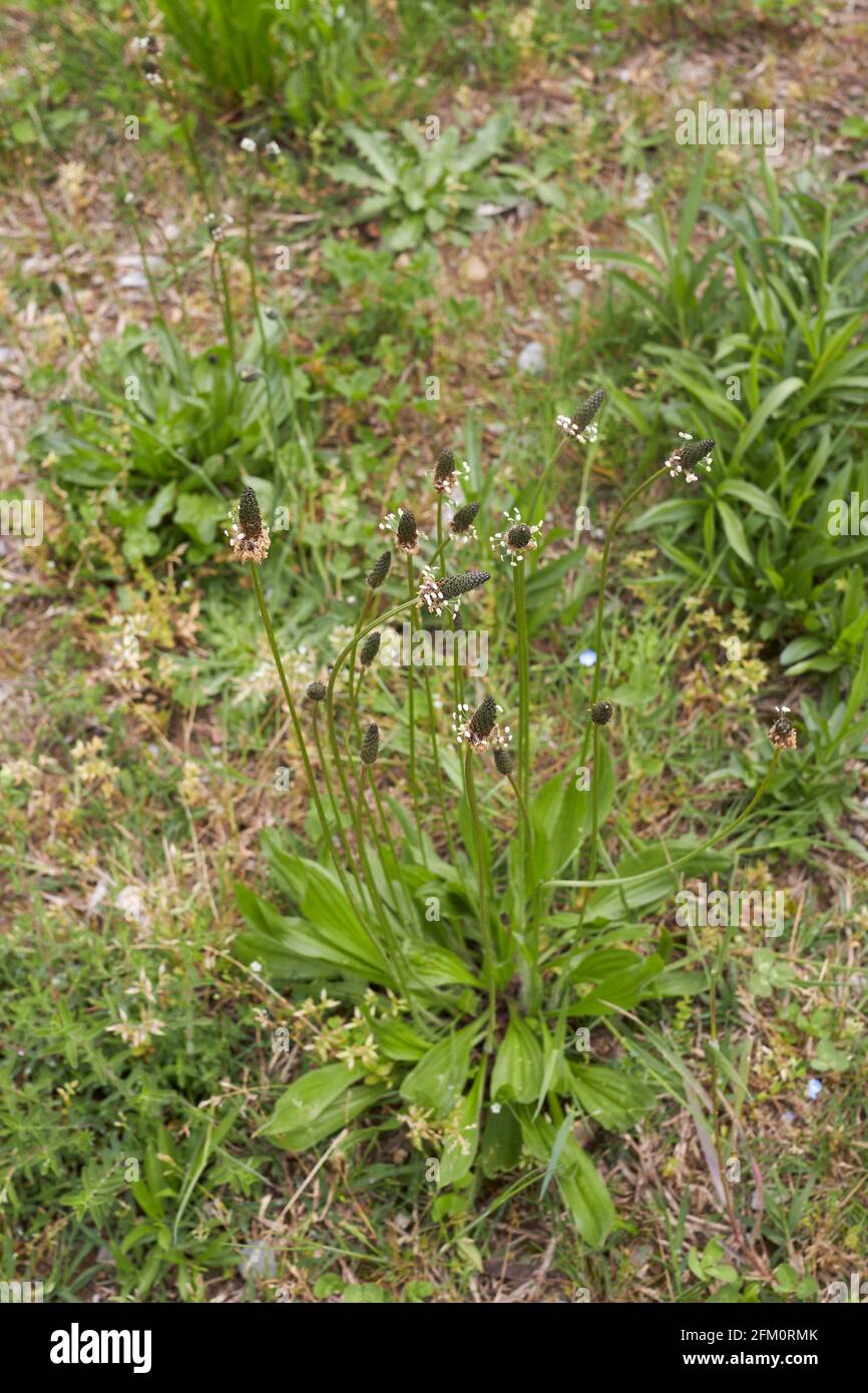 Plantago lanceolata in fiore Foto Stock