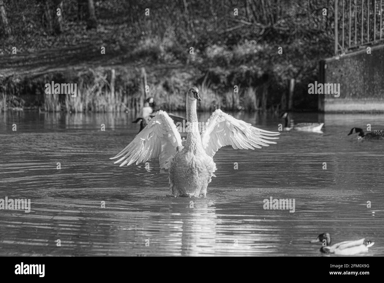 Young Mute Swan Cygnet con Feathers Grigio e Bianco lavaggio in laghetto, bianco e nero immagine monocromatica Foto Stock