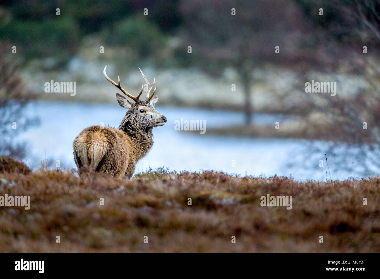 Cervus elaphus cervi rossi maschi nelle Highlands di Scozia Foto Stock