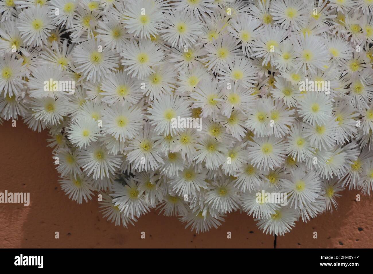 Fiori bianchi e gialli che coprono una pentola di pianta Foto Stock