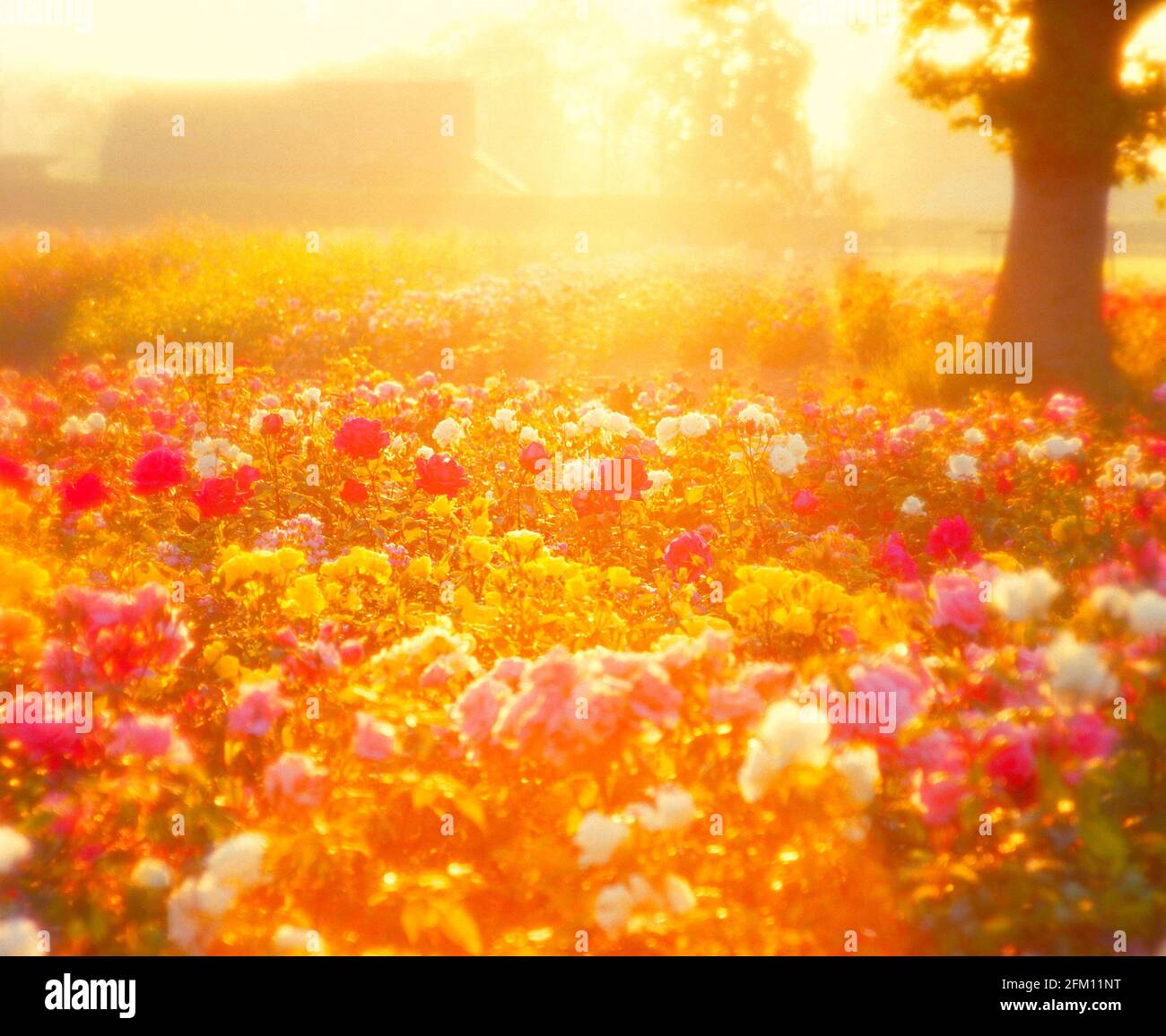 Regno Unito, Inghilterra, Cheshire, rose all'alba, diffuso, Foto Stock